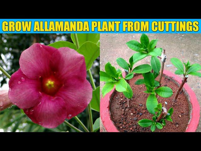 GROW ALLAMANDA FLOWER PLANT FROM CUTTINGS AT HOME/ALLAMANDA FROM CUTTINGS AT HOME/GARDENING 4U