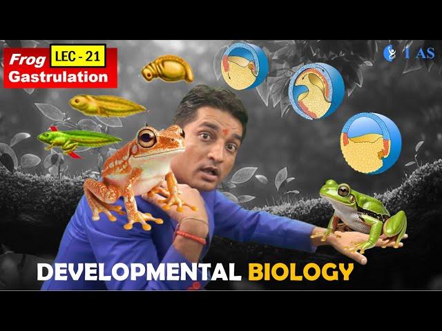 CSIR NET JUNE 2025 I Developmental Biology I Lecture 21 I Frog Gastrulation Development I IFAS I