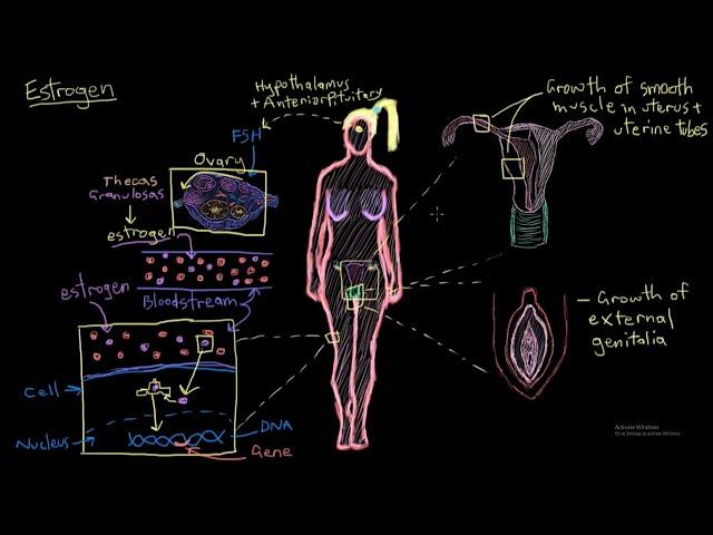 What happens if a male takes #Estrogen?