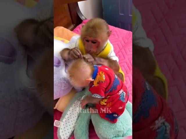 Hello everyone! Baby monkey is very Smart and Cute #familyBibi #Lala #Bibi #typ #Short #reels
