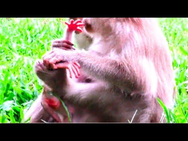 "Breaking News: Shocking Monkey Attack! Baby Monkey Bites Pulled In Heart-Wrenching Incident!"