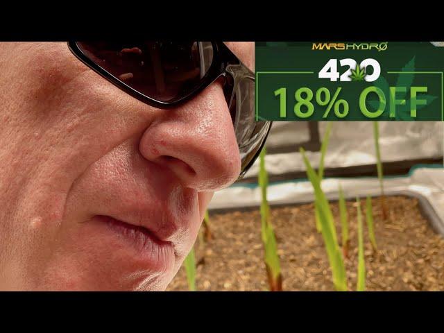 Mystical Flower Grows for 420 Mars Hydro LED Extravaganza!