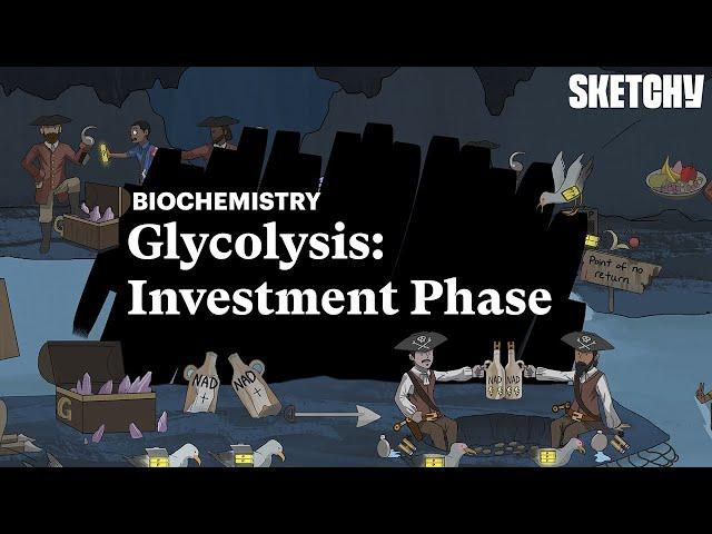 Glycolysis Investment Phase | Carbohydrates | MCAT Biochemistry Review | Sketchy MCAT