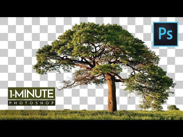 1-Minute Photoshop | How to Cut Out Tree in Photoshop