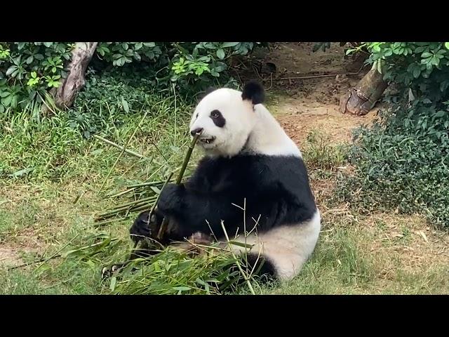 Panda at Ocean Park eating lunch - wcity.com