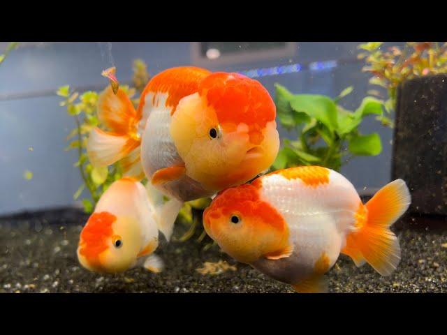 Making a planted ranchu goldfish tank