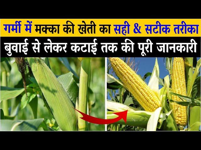 गर्मी में मक्का की खेती कैसे करें | मक्का की खेती | Makka Ki Kheti Kaise Kare | Makke Ki Kheti