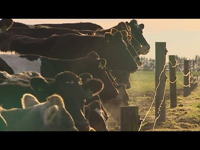 After years of reluctance, Kiwi farmers agree to begin paying for some emissions by 2025