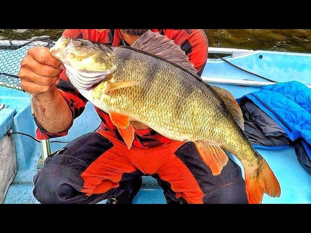 JÄTTIMÄINEN AHVEN | BIG PERCH | ORKA SHAD 5.5 | BIG ABBORRE 50CM