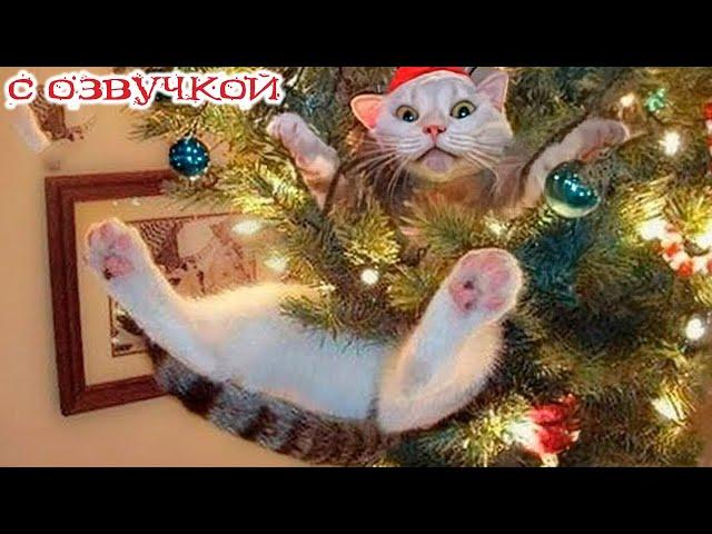 Приколы с котами! Самые смешные животные С ОЗВУЧКОЙ! Смешные коты -  УГАР!!