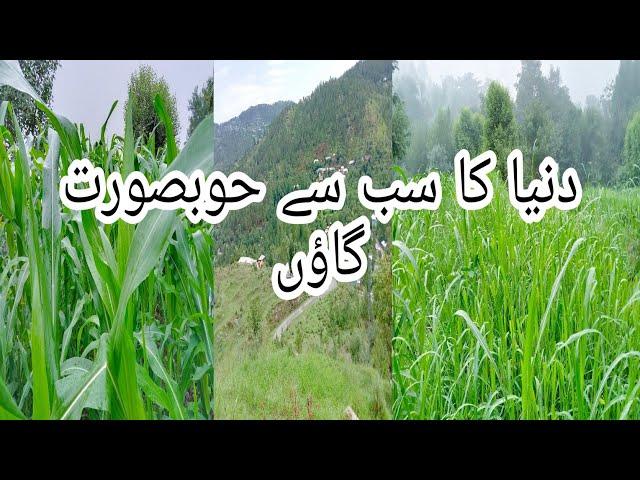 Duniya ka sub say Khubsurat gawn upper tanawal mansehra Kpk Pakistan|@malikarfeengohar6610 |#vlog
