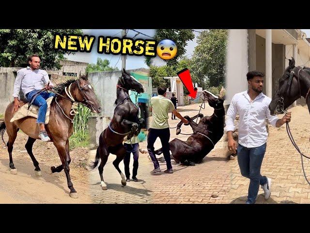 FINALLYFARM Pr New Horse Aane Waala Hai ( MEHNAT SAFAL ️)