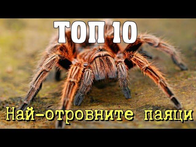 ТОП 10 Най-отровните паяци на планетата