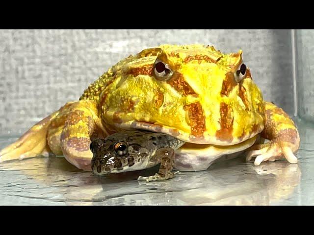 Meal time / Pacman frog , African bullfrog【LIVE FEEDING】