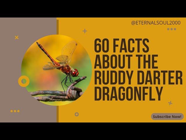 Ruddy Darter Dragonfly: Nature's Colorful Acrobat