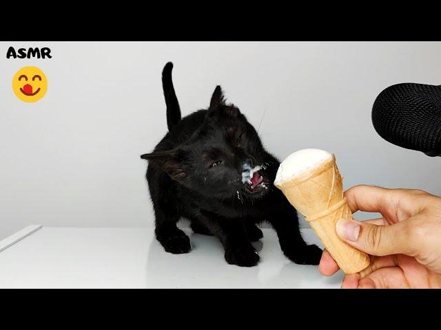 Kitten eating Ice Cream ASMR