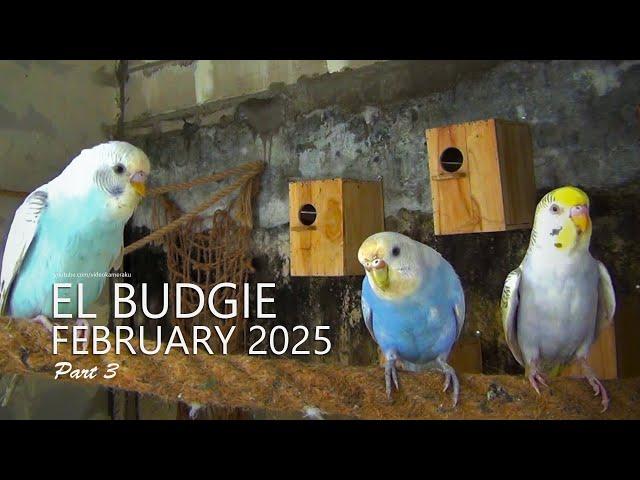 El Budgie: February 2025 - Some Eggs Have Hatched - Part 3