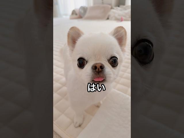 【インスタ21万回再生】めっちゃ笑っちゃう！！ #流行りの #鍋焼きうどん #おもしろ動画 #アテレコ #チワワ #爆笑
