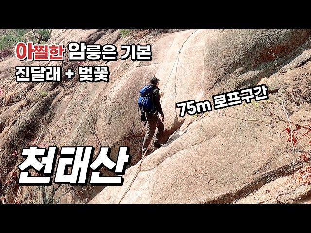 천태산 _ 거대한 바위 절벽에 설치된 75m 로프 한줄 _ 지금 진달래꽃이 한창인 천태산의 암릉 길을 걸어보세요