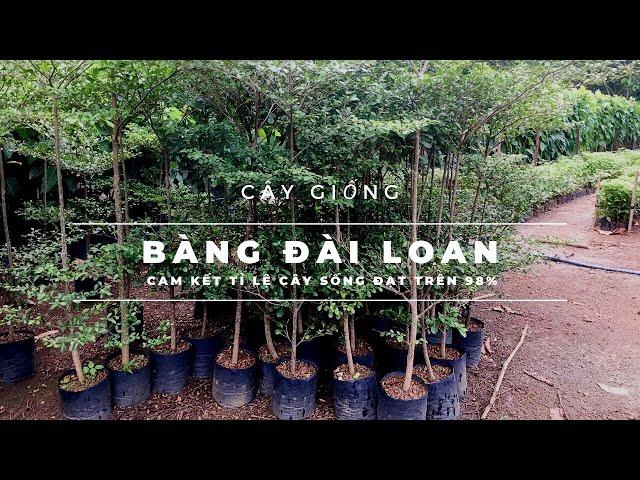 Cây giống 4S: Bàng Đài Loan - Bàng lá nhỏ. Cam kết tỉ lệ sống đạt trên 98%!