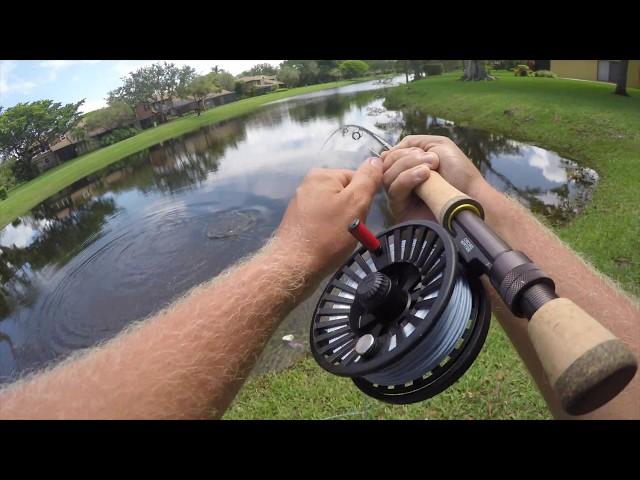 Fly Fishing for BIG Peacock Bass in South Florida