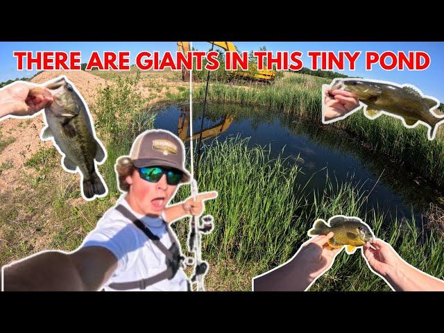 Catching Giant Fish In My Tiny Childhood Pond