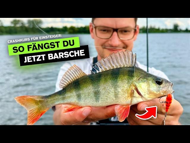 FANGGARANTIE - So fängst du Barsche im Sommer  