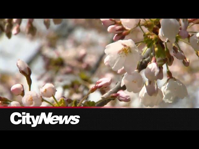 High Park Cherry Blossoms hitting peak bloom this weekend