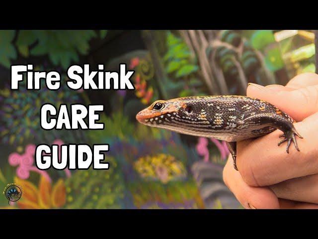 How to Take Care of a Fire Skink! - A TDI Care Guide