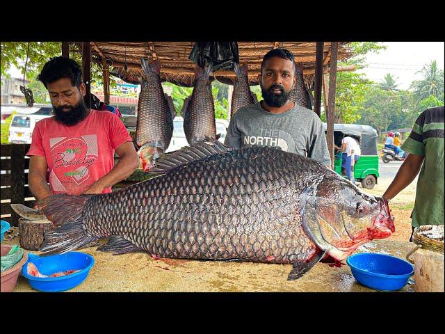 Never seen! Live 50Kg Big Calta Fish Cutting In Village Sri Lanka| Excellent Fish Cutting Skills