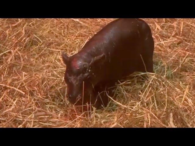 Meet Haggis: Edinburgh Zoo Welcomes Endangered Pygmy Hippo Calf!