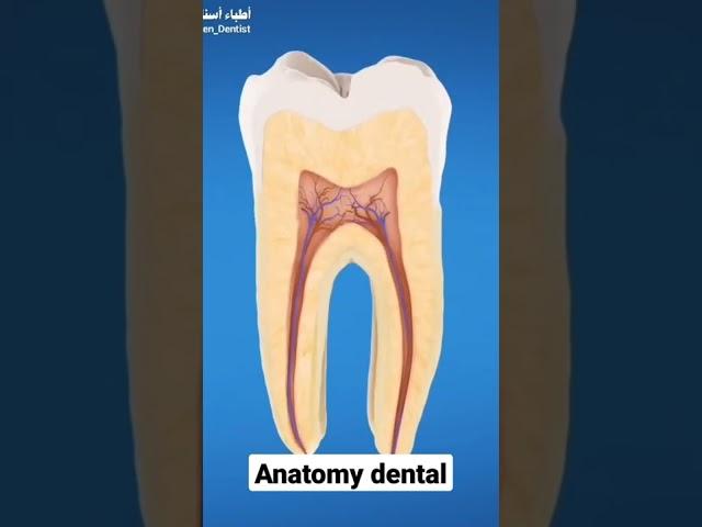 #anatomy #dental #medical #restoration #aesthetic #dentist #stomatologia #stomatitis