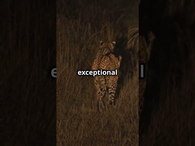 Leopards: The Stealthy and Elusive Big Cats #shorts