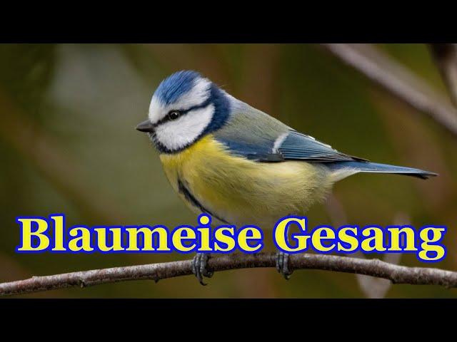 Blaumeise Gesang - Blaumeise lockruf