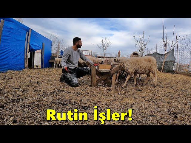 Kuzu ve Koç Bakımı!-Yumurta Topladım!-Hediye geldi!-/Civcivlerin Son Durumu!--