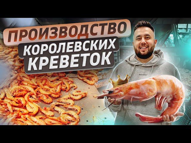 Выращивание креветок. Бизнес идея. Креветочная ферма