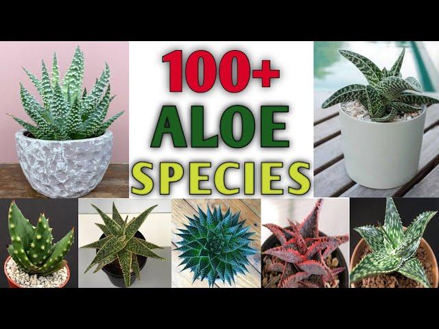 100+ ALOE Species | Best Aloe Plant Varieties with Identification | Aloe types | Plant and Planting