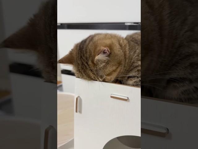 도대체 뭐하는 고양? #졸귀탱 #고양이쇼츠