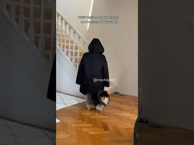 POV: you’re a dog parent and need a moment to yourself  #dog #shorts