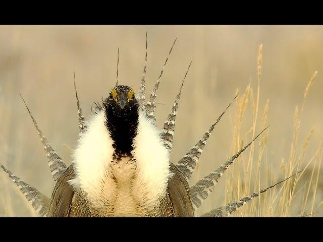 Gunnison Sage-Grouse