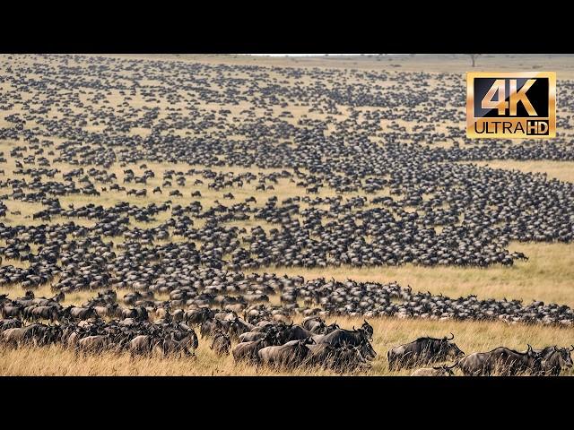 THE DEADLY MIGRATION OF THE GNUS | AMAZING DOCUMENTARY | WILD ANIMAL WORLD