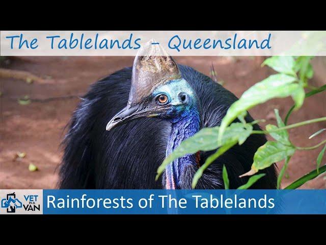 The Tablelands | Rainforests and Ancient Volcanoes