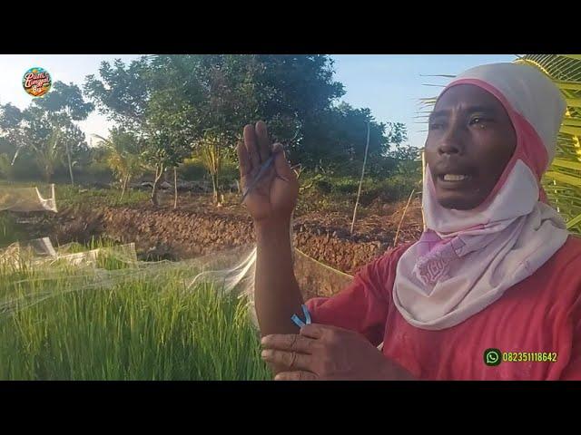 JEBAKAN HAMA PADI YANG DI PASANG PAK SUDIWANI TERNYATA!! PETANI NEKAD ASAL KOTA MBATU