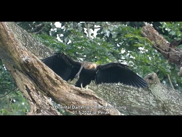 Oriental Darter @ Chiu Sein Chiong 5637