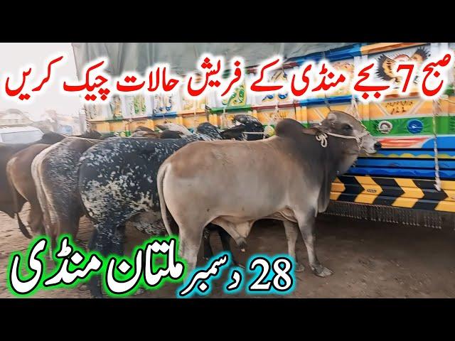 Multan Cow Mandi Fresh Latest Update Video | Cholistani Nukre Ablk Sahiwal Bachre | Cow Mandi 2024