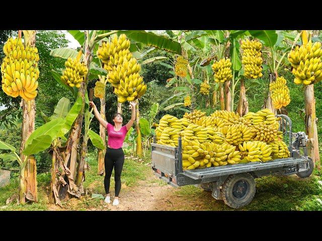 Harvest Lots Of Banana, Use 3-Wheeled Truck Transport Many Banana Goes To Countryside Market Sell