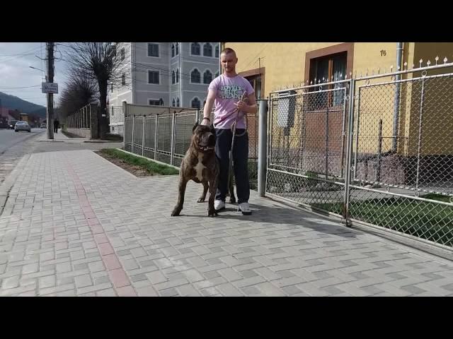 VARRO | Presa Canario