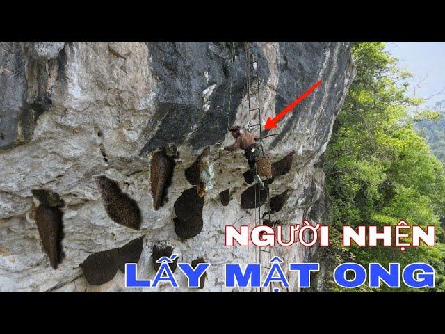 HỒI HỘP KHAI THÁC MẬT ONG KHOÁI ĐEN TRÊN VÁCH ĐÁ CAO 120 M !