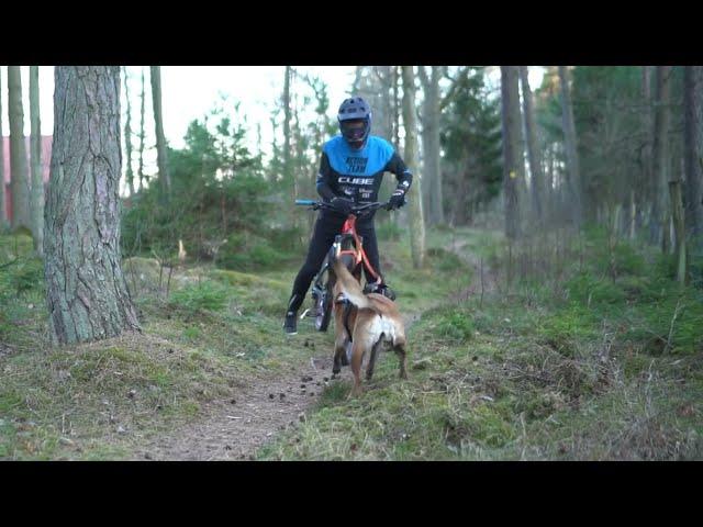 Bikejoring Training On Swedish Trails With My Belgian Malinois!