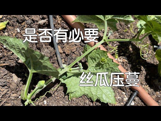 【丝瓜压蔓】是否有必要？｜因地制宜做压蔓